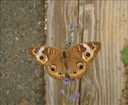 Buckeye Butterfly